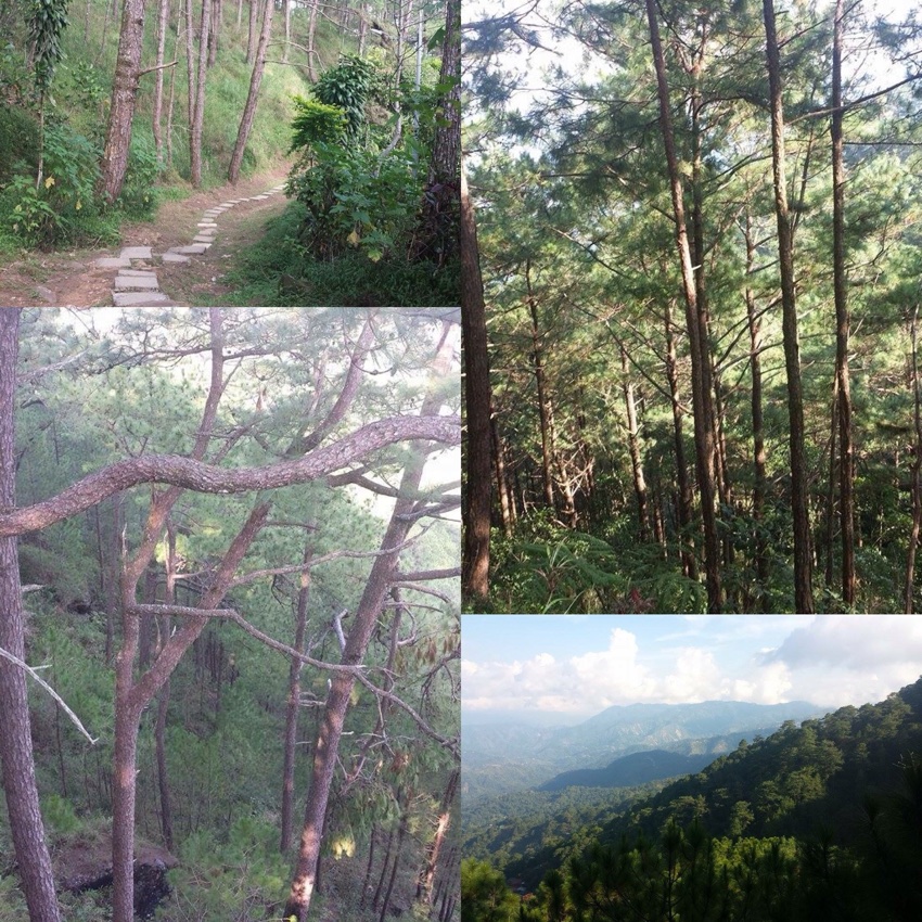 Baguio Tree Top - Camp John Hay