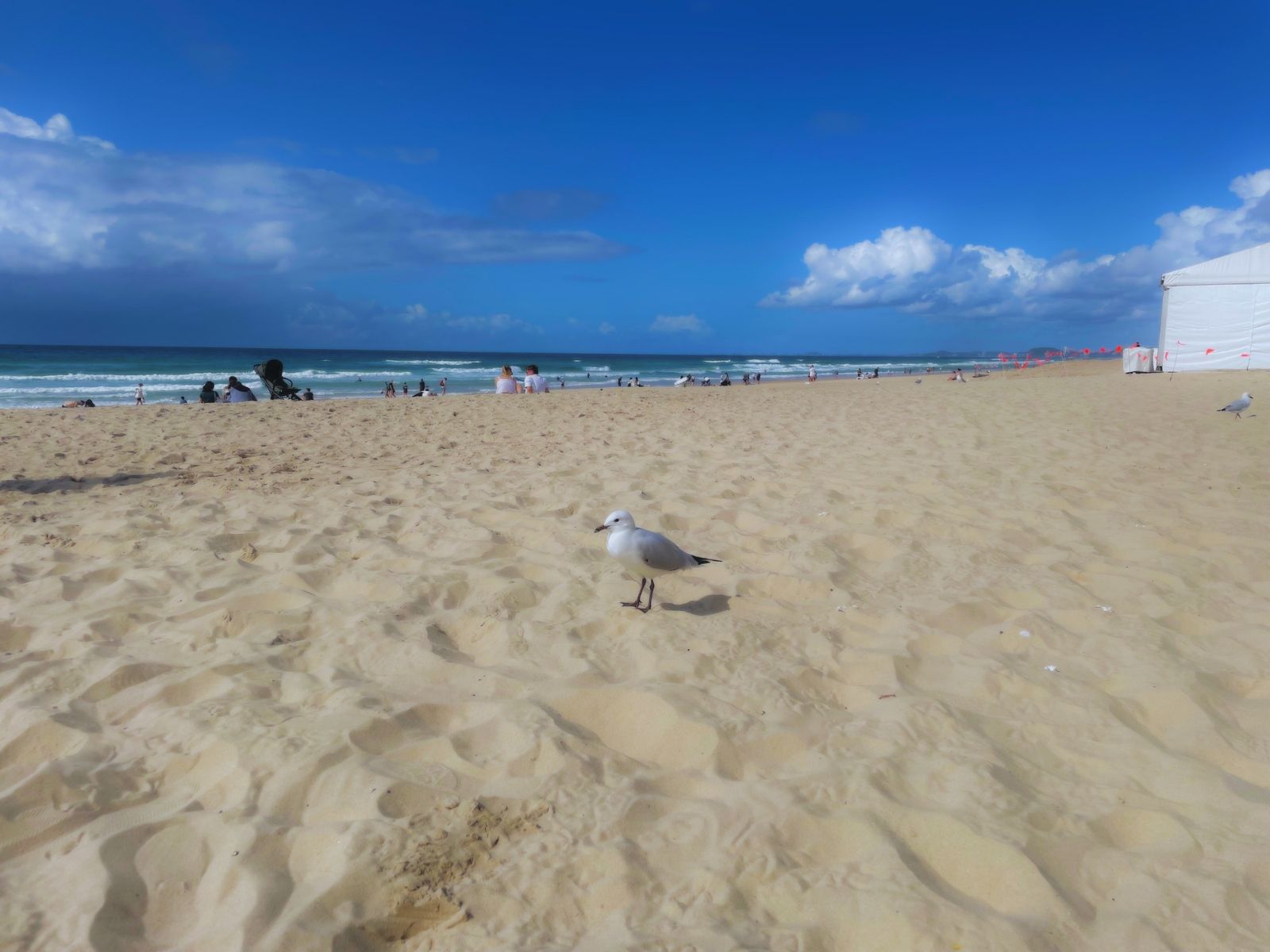 Come here bird and take a selfie. Don‘t be shy! :-P